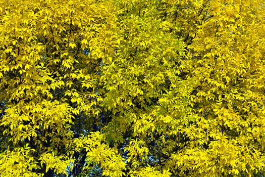 background of yellow autumn leaves in the tree crown