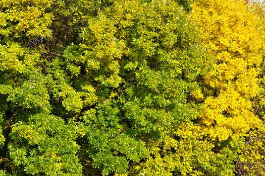 background of yellow autumn leaves in the trees