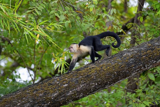 White faced Capuchin sitting in a tree, Guanacaste