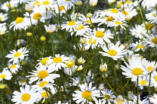 Close-up image of blooming daisies in the background