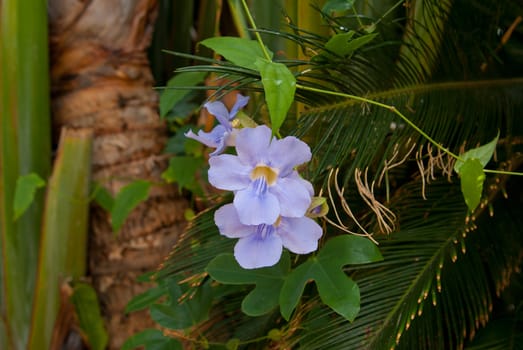 lilac color orchid flower on background of green leaves