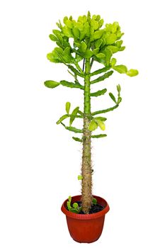 houseplant Cactus in a red pot isolated on white background