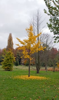 shrub with yellow foliage in autumn, a pile of leaves at his feet