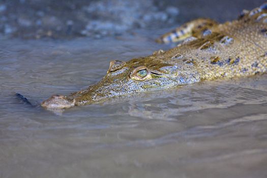 Baby Crocodile swimming in the water, Costa Rica