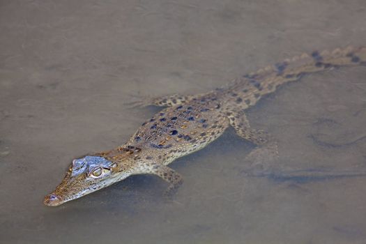 Baby Crocodile swimming in the water, Costa Rica