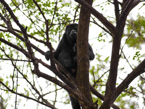 A Howler monkey sitting in the trees, Costa Rica