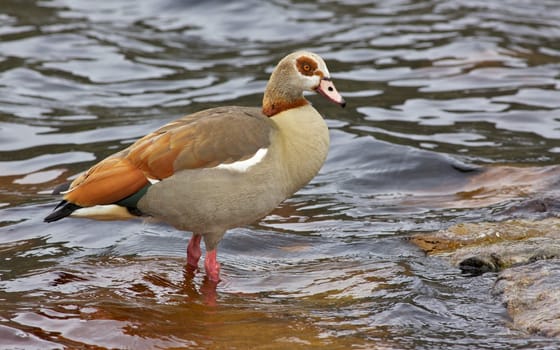 The Egyptian Goose (Alopochen aegyptiacus) is widely distributed across Africa and southern Europe.