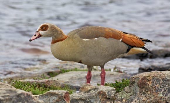 The Egyptian Goose (Alopochen aegyptiacus) is widely distributed across Africa and southern Europe.