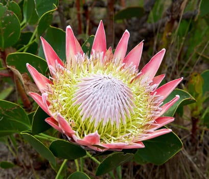 The King or Giant Protea, South Africa's national flower.