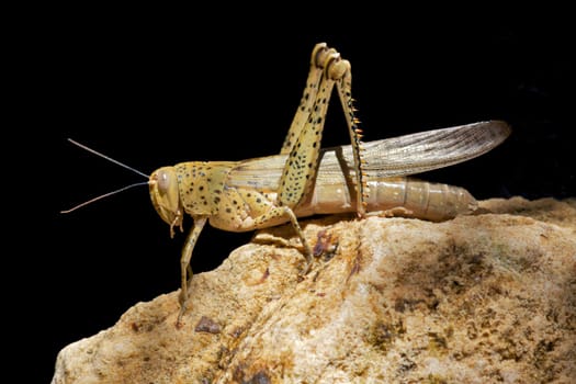 A locust resting on a sandstone rock, Western Australia.