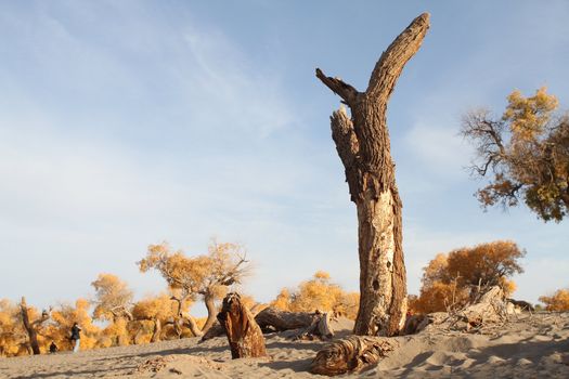 Diversifolious Poplar forests near the river in the desert