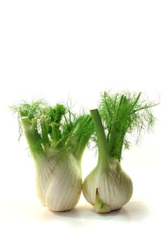 two fresh fennel bulbs on a white background