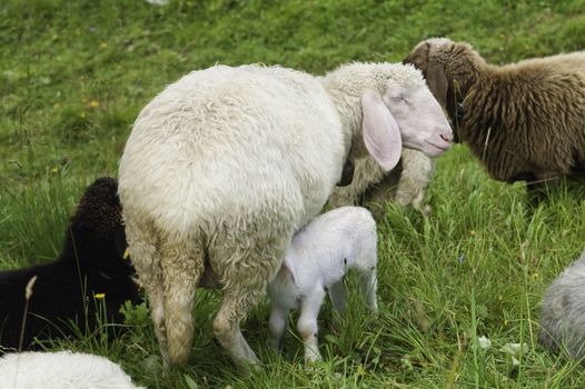 A small lamb feeds from her mother in a herd of sheep