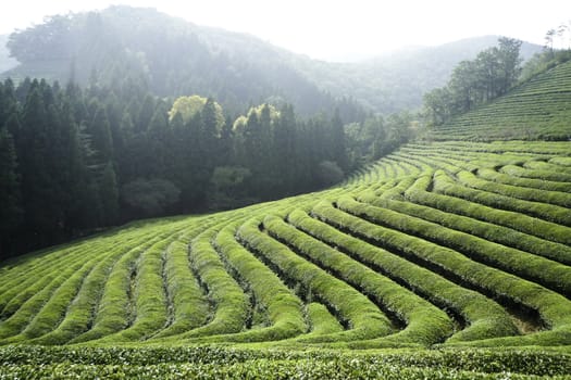 A green tea field sectioned into terraces on a farm in asia.