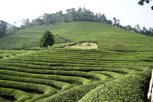 Green tea field in Boseong, Korea with tombs in the distance