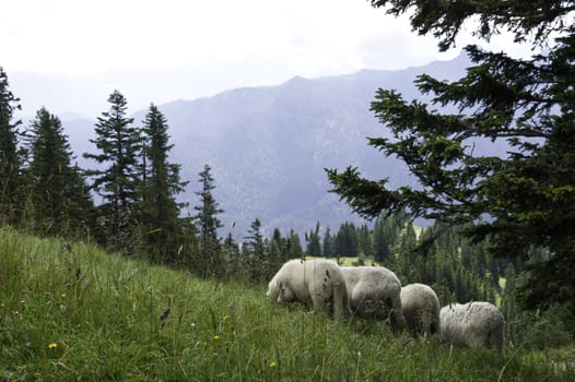 A small herd of sheep grazing in a pasture in the German Alps