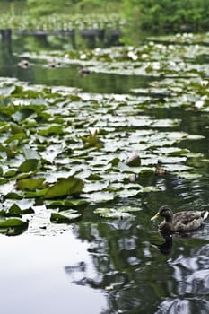 A peaceful pond with a duck swimming across