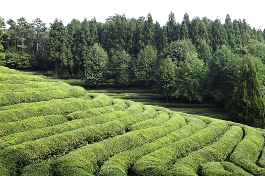 Rows of green tea on a hillside field in Korea
