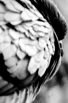 A pigeon ruffling his feathers closeup.