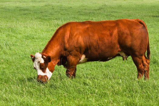 Grassland with grazing meat cow on sunny summerday in the country