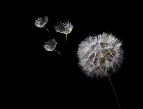 Close up photo of a dandelion with three seeds flying away