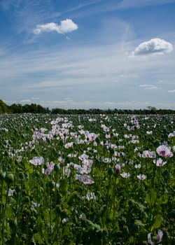 outdoor photo of a field of poppies