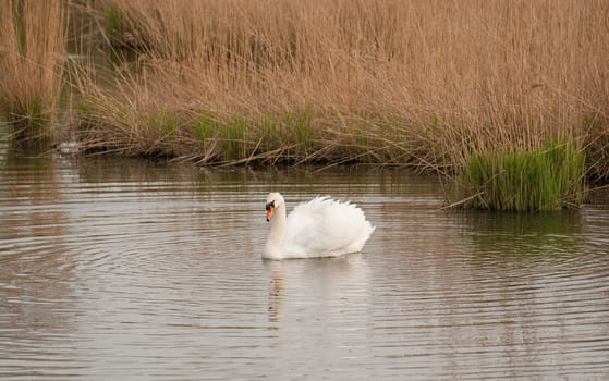 outdoor photo of a lone mute swan on a pond