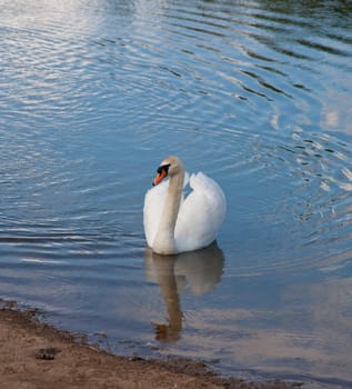 outdoor photo of a lone mute swan on a pond