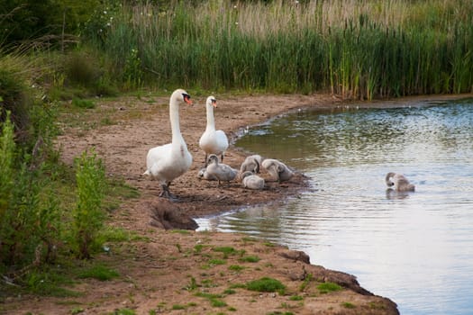 outdoor photo of a family of mute swans