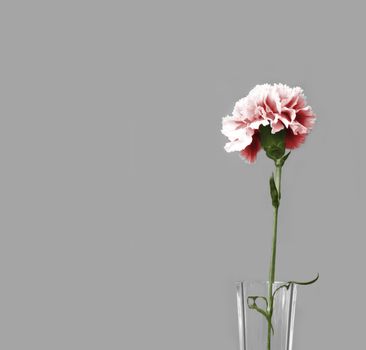 pink carnation