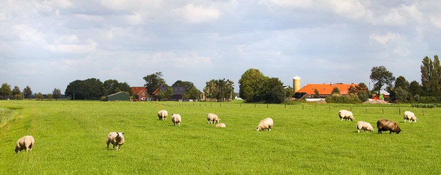 Dutch country landscape with farms and sheep on summer day