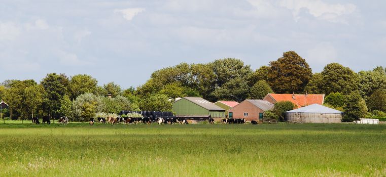 Dutch landscape with Dairy farm and milch cows on sunny summer day 