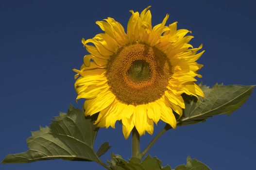 the sunflower