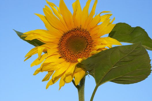 the sunflower