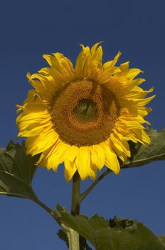 the sunflower