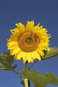 the sunflower