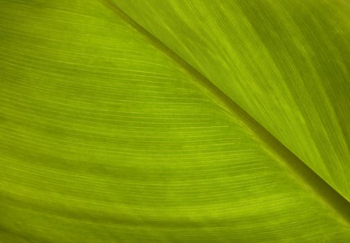 green leaf texture