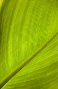 green leaf texture