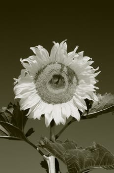 the sunflower