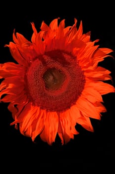 red sunflower