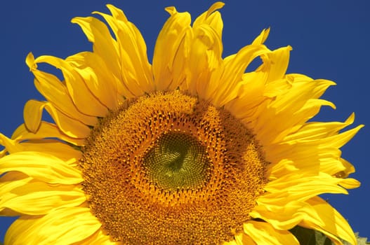the sunflower