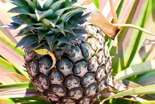 Fresh pineapple on the green leaves