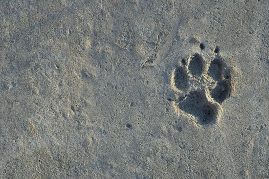 foot print