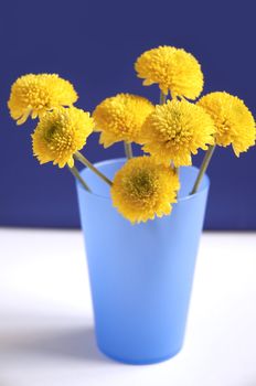 yellow flowers