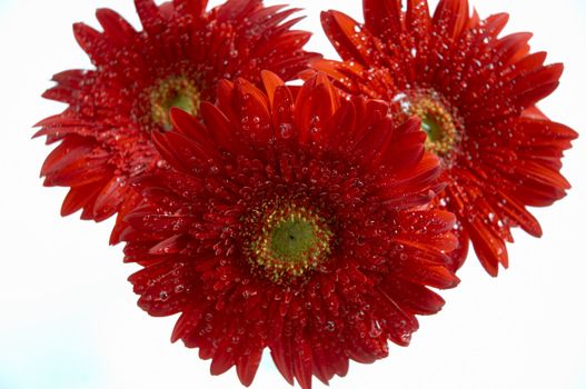 Bouquet of red  flowers 