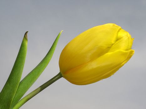 yellow tulip on a gray background