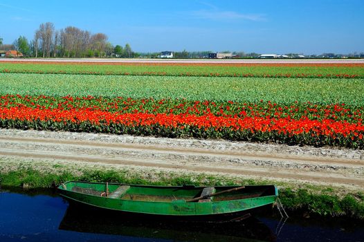 Lonely boat against the background of tulip fields