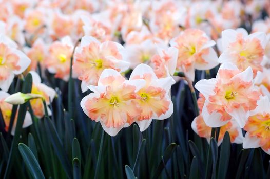 Field of daffodils in white, pink and yellow colors