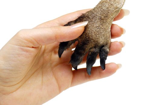 Human hand shaking animal's paw isolated on white background