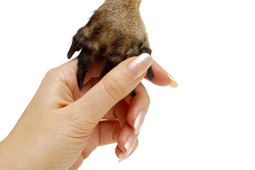 Human hand and animal's paw isolated on white background